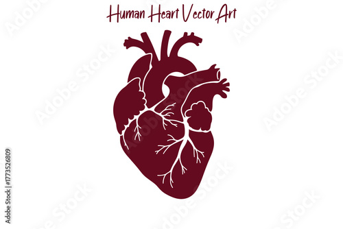 Human Heart Anatomy Vector Illustration