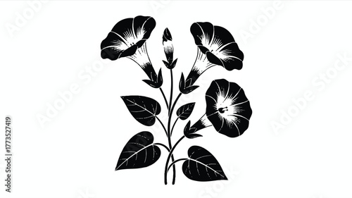 A black and white illustration of morning glory flowers in a minimalist style.  