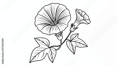 A black and white line drawing of a morning glory flower and vine. The main flower is large and circular, with radiating lines showing its petal pattern.  
