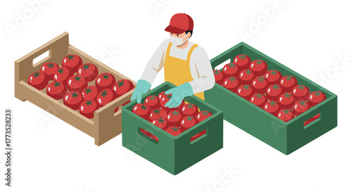Isometric worker sorting fresh tomatoes into crates in a clean environment