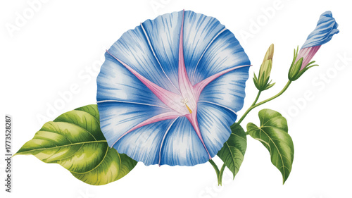 A detailed watercolor illustration of a large blue morning glory flower with delicate veining patterns 