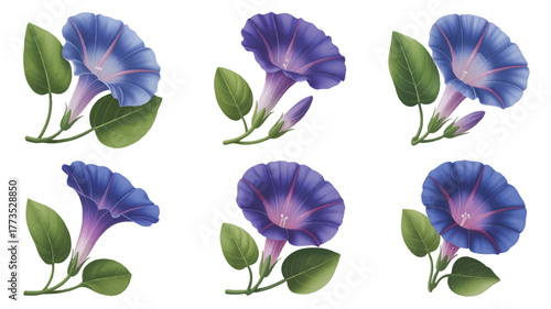 A set of six detailed illustrations of morning glory flowers arranged in two rows of three 