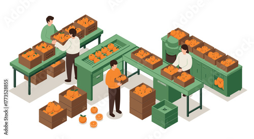 Workers sorting oranges in a fruit packing facility isometric style