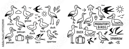 Migratory Birds Illustration