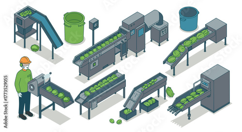 Isometric cabbage processing factory with conveyor belts and worker