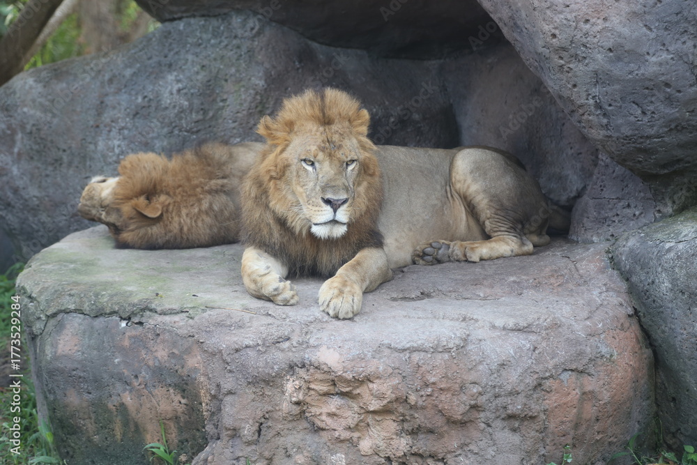 Obraz premium lion in the zoo