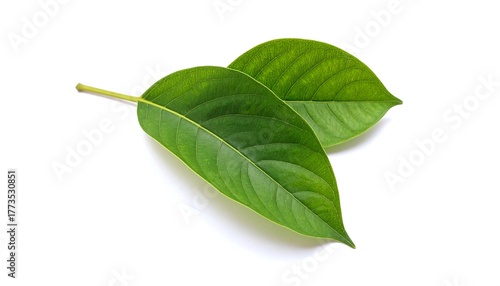 Two lush green leaves on white background