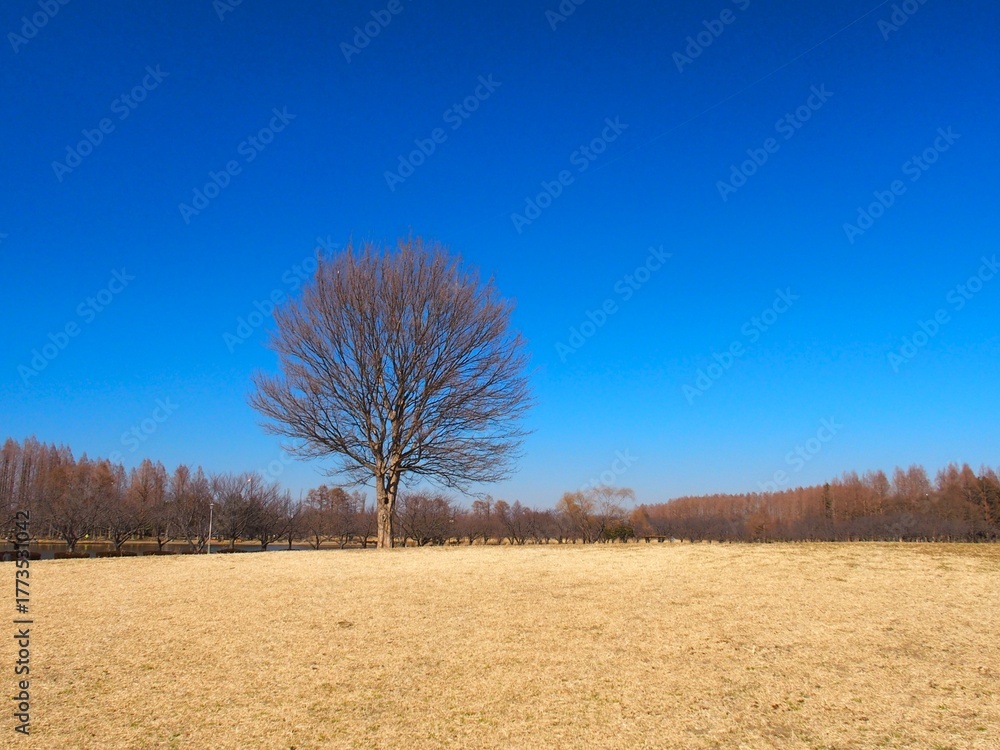 Fototapeta premium 早春の草原と枯れ木のトウカエデのあるみさと公園風景