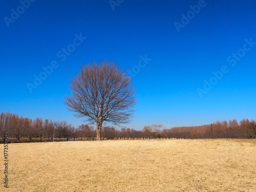 早春の草原と枯れ木のトウカエデのあるみさと公園風景