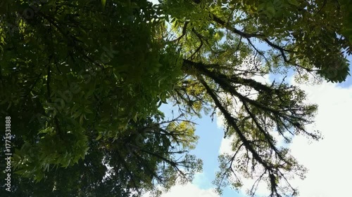 A peaceful view of tall green trees and branches against a bright blue sky with scattered clouds, captured from below.