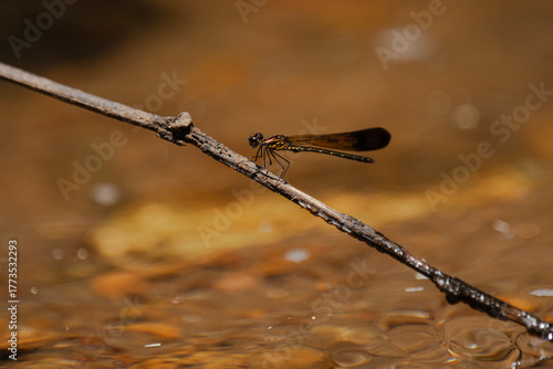 Heliocypha bisignata, stream ruby, damselfly 