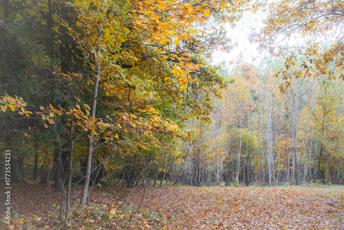Fototapeta Naklejka Na Ścianę i Meble -  Calm autumn forest scenery in the Beskidy Mountains. Golden leaves, soft light and peaceful nature atmosphere on a quiet woodland clearing.