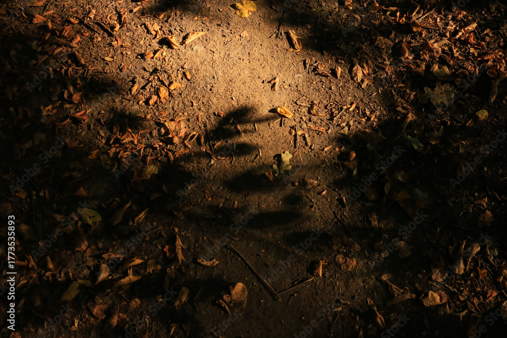 Fototapeta premium Sunlit forest path with warm autumn tones and textured ground illuminated by soft evening light.dark wood texture