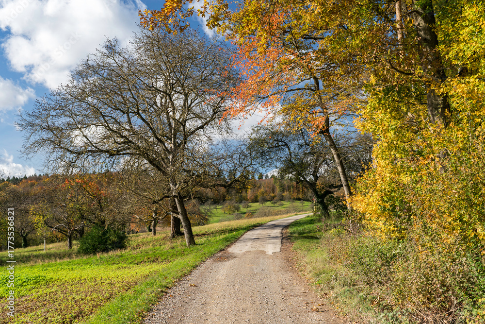 Fototapeta premium Weg am herbstlichen Waldrand
