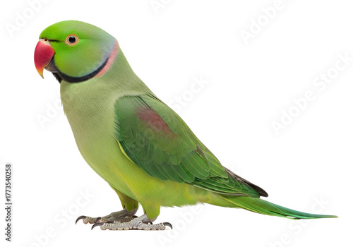 Vibrant Green Rose-Ringed Parakeet, also known as Ringneck Parrot, with striking red beak and colorful neck ring, standing in a detailed profile, isolated on transparent background.