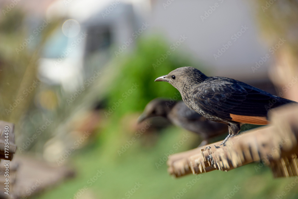 Obraz premium Tristram’s starlings perched on bamboo edge with soft background.