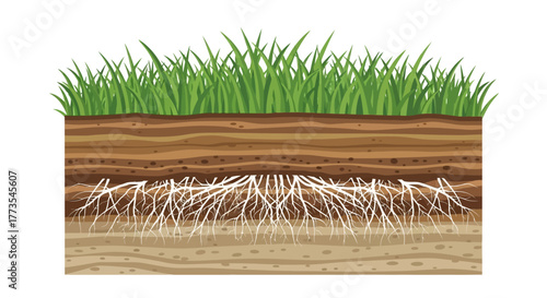 CrossSection Illustration of Soil Layers Grass and Root System.
