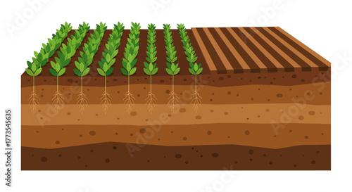 CrossSection of Soil with Green Plants and Roots Brown Soil Layers.