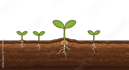 Seedlings Growing in Soil Green Leaves and Root Systems.