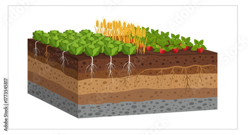 Soil Layers with Cabbage Wheat and Strawberries Showing Root Systems.