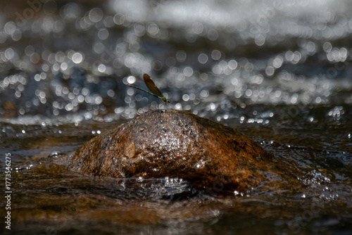 Neurobasis chinensis, stream glory damselfly, 