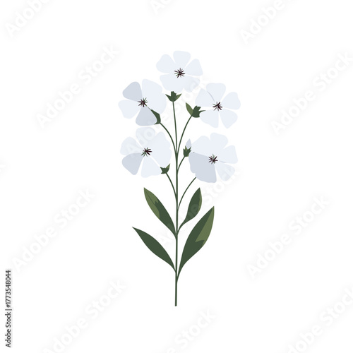 White phlox flowers with green leaves and red centers on white background — clean botanical vector illustration in modern style