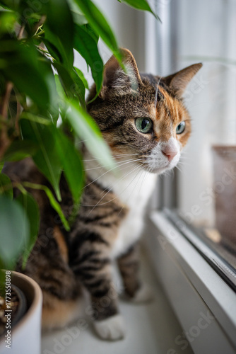 Принти на полотні Curious domestic cat sitting on windowsill at home and looking outside of window at birds or cars passing by
