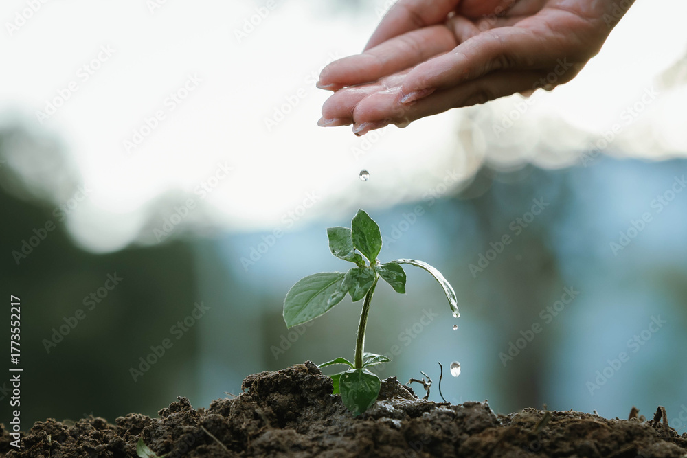 Fototapeta premium A hand watering a small green plant growing in soil, symbolizing care, growth, sustainability, and environmental protection.