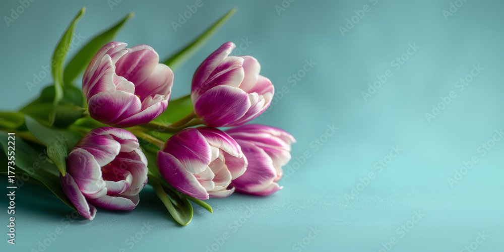 Obraz premium Vibrant Pink and White Striped Tulips Bouquet on Teal Background