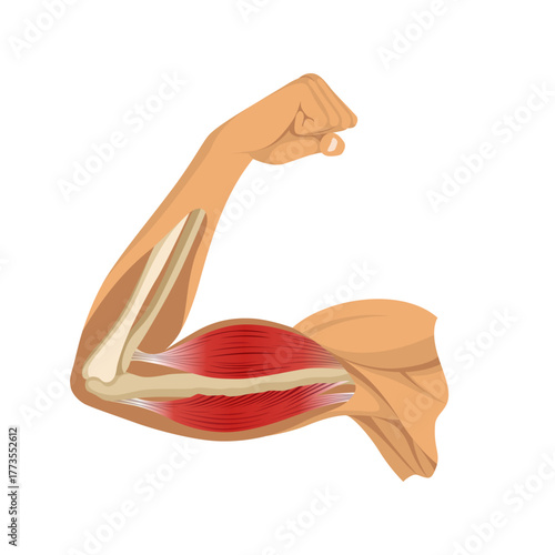 Arm muscle biceps with skeleton. Muscle tension of human hand on white background. Bones and joints in male silhouette. Medical vector illustration of hand for clinic or hospital