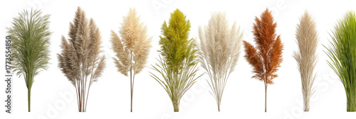Seven decorative dried grass plumes in various natural colors