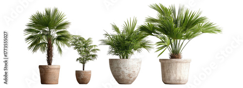 Potted palm plants of varying sizes on a transparent background