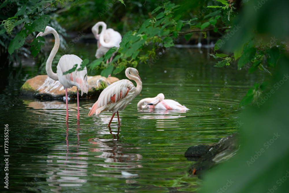 Fototapeta premium The Flamingos at the Zoo