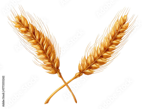 Two golden wheat stalks crossed over a black background