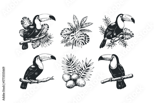 Set of Toucan Bird Silhouettes with Tropical Leaves