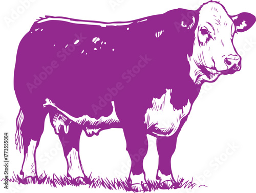 A detailed image of a Hereford cow with a purple body and white face, standing alertly on a patch of green grass. Perfect for agricultural or livestock-related projects.