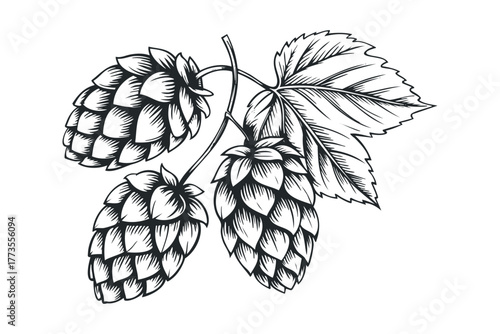 Three hop cones on a stem with leaves