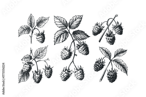 Black and white sketch of ripe raspberries on branches with leaves