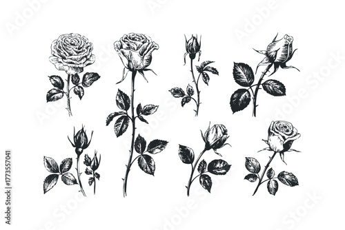 Black and white sketch of rose stems with buds and blooms