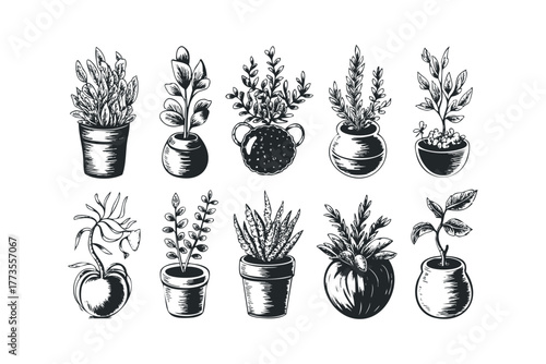 Collection of potted plants with various foliage and decorative pots