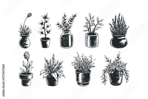 Collection of Hand Drawn Potted Plants