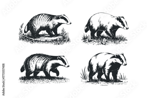 Four Stylized Badger Poses in Monochrome Sketch Style
