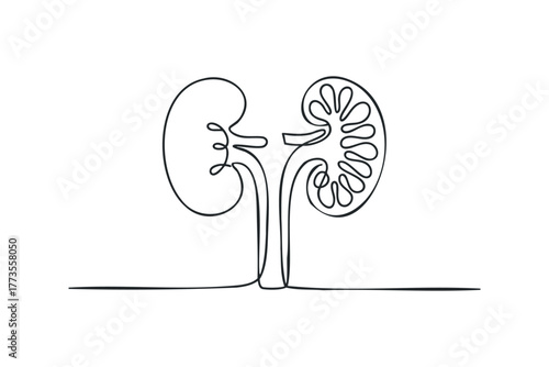 Abstract line drawing of human kidneys with internal structure