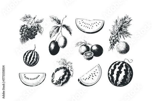 Collection of hand drawn fruits including grapes, plums, and watermelon