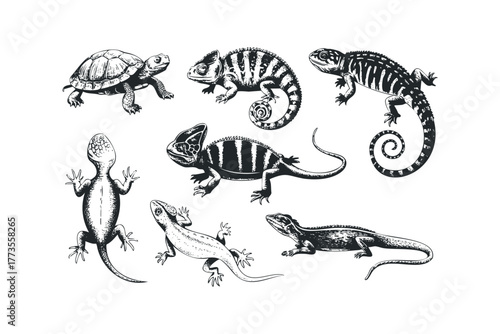 Collection of reptiles including chameleons and lizards