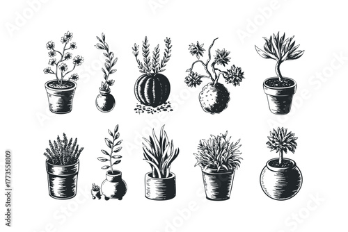 Collection of sketched potted houseplants and flowers