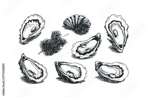 Vintage Oyster Assortment Sketch