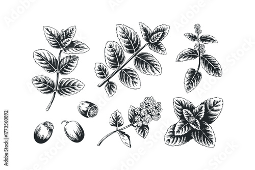 Botanical line drawing of mint leaves and flowers