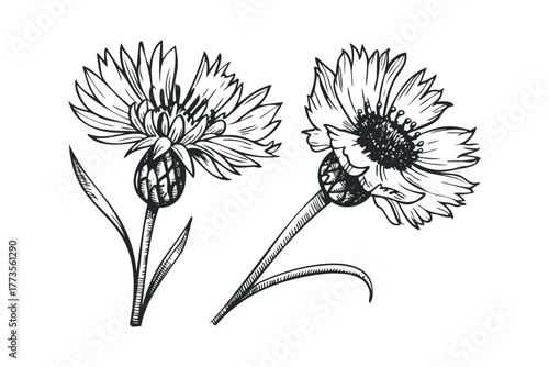 Sketch of two Cornflower blossoms on stems