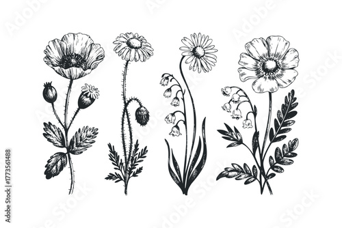 Vintage Botanical Illustrations of Poppies, Daisies, and Lily of the Valley